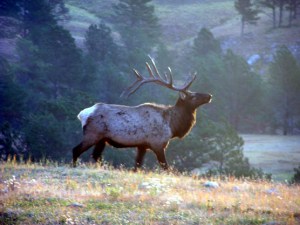 Bull_Elk_in_Wind_Cave_Low_Res
