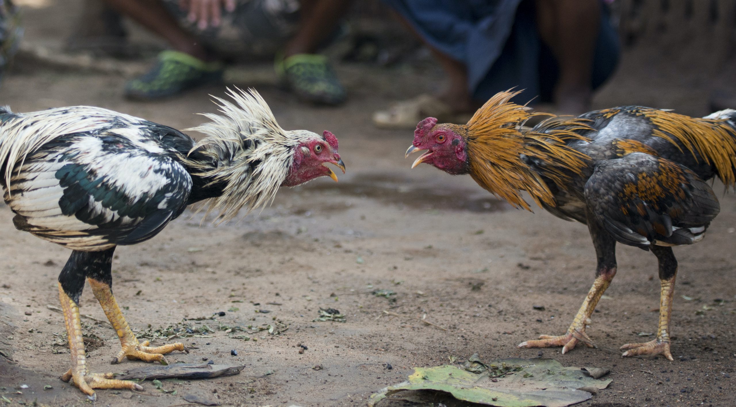 cockfighting-scaled